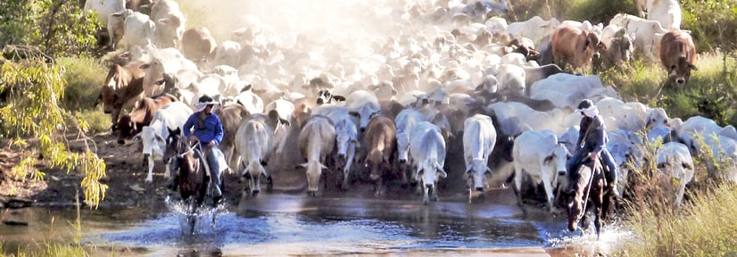 A century and beyond for Victoria River Downs